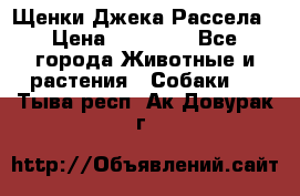 Щенки Джека Рассела › Цена ­ 10 000 - Все города Животные и растения » Собаки   . Тыва респ.,Ак-Довурак г.